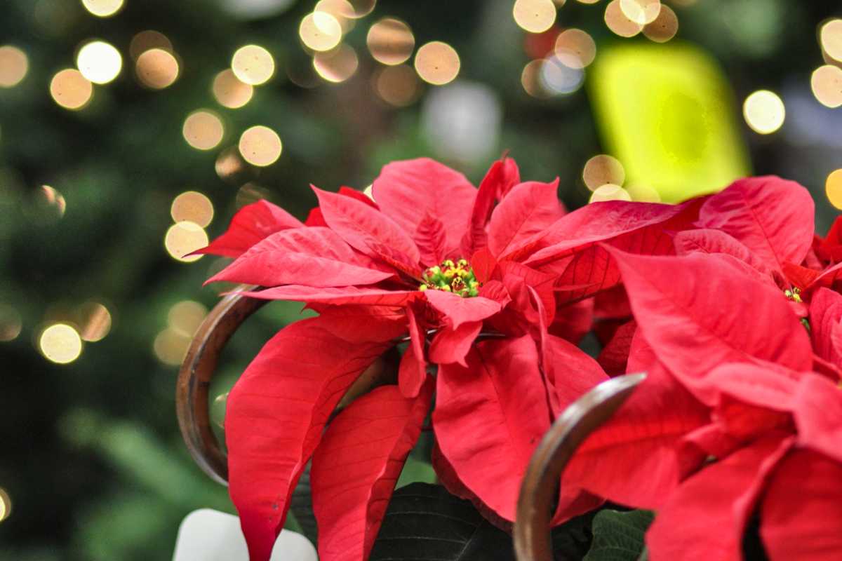 Poinsettia, star of Christmas - tips and guidance for the best possible ...
