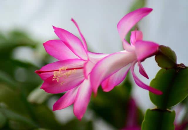 Schlumbergera, Christmas Cactus - How To Care And Blooming