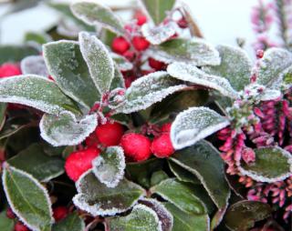 Great plants for a winter balcony are wintergreen, skimmia and heather, all shown.