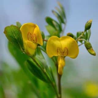 Yellow blooms of the Bladder-senna flower