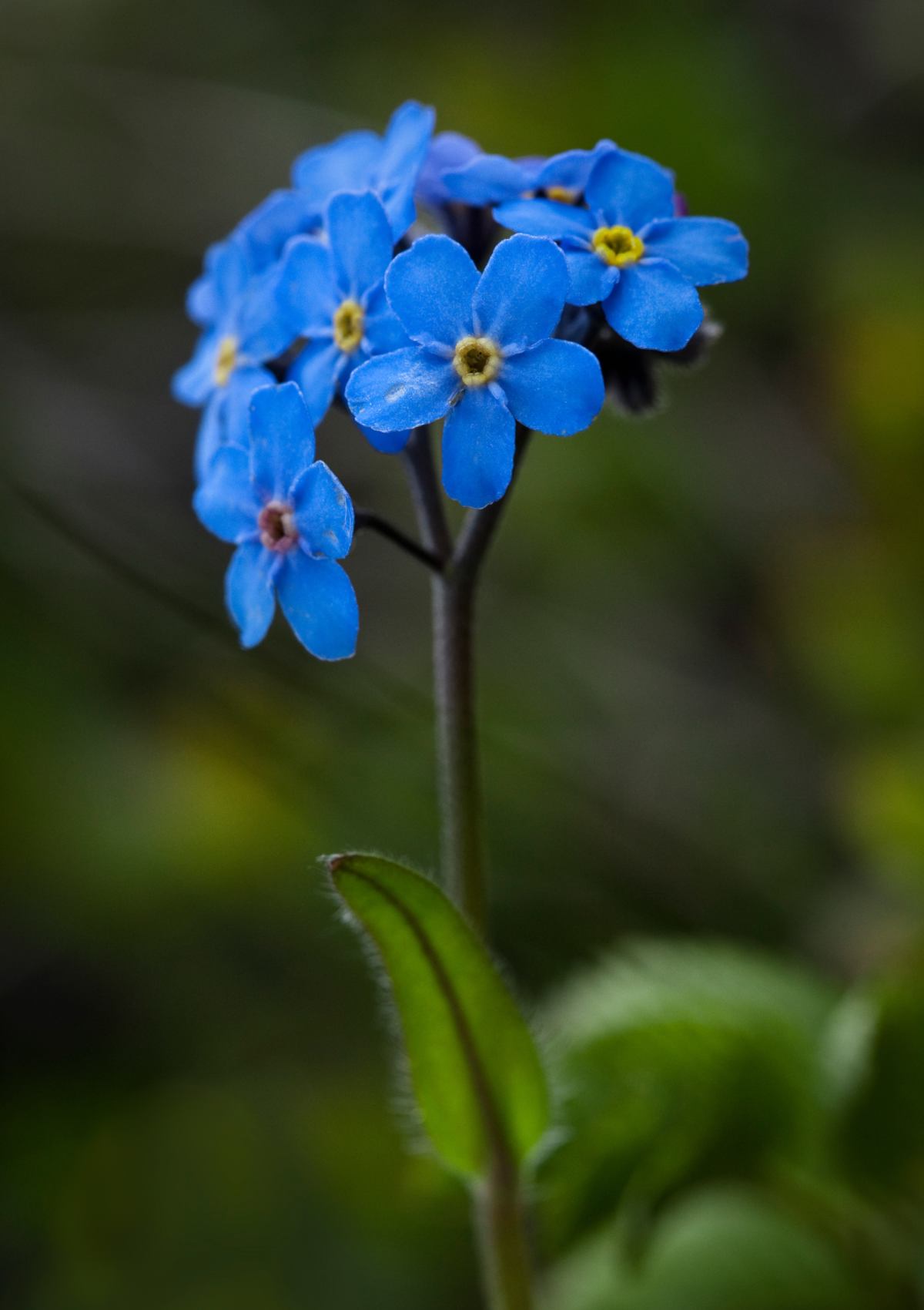 Deep blue forget-me-not cluster on a single-leaved stem.
