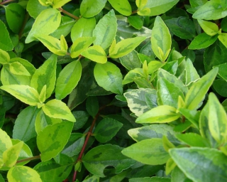 glossy abelia variagated leaves