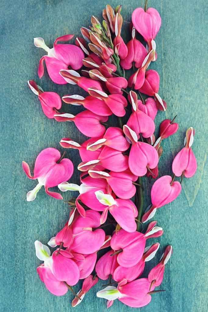 Three handfuls of bleeding heart flowers picked and strewn across a pastel blue plank of wood.