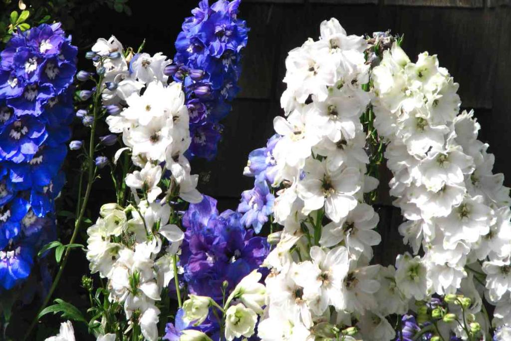 Delphinium, Larkspur - Advice On Caring For It