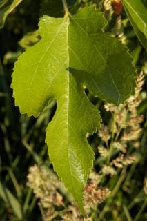 Mulberry tree leaf