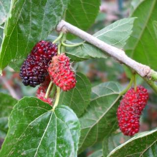 Mulberry tree fruits