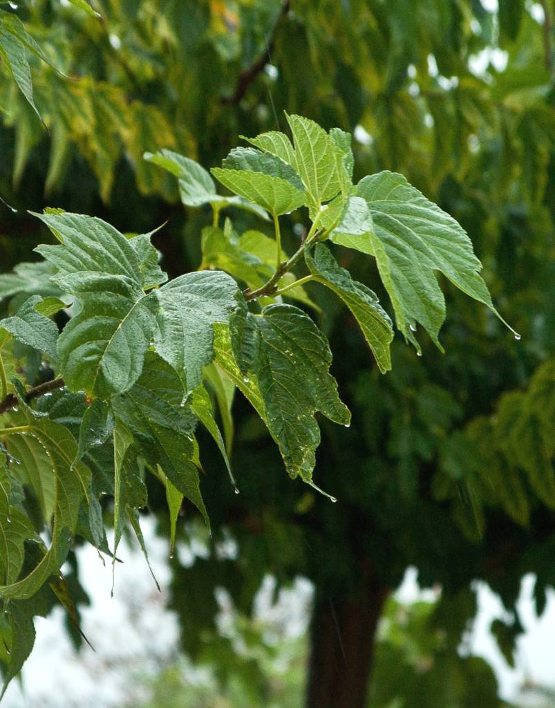 fruitless mulberry tree diseases - Collin Emerson