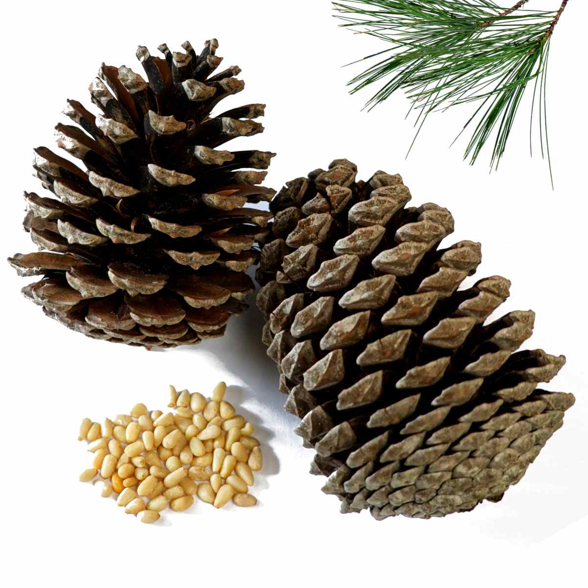 Where Do Pine Nuts Come From: Harvesting Pine Nuts From Pine Cones