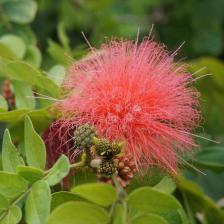 Calliandra - Panting, Growing and Care