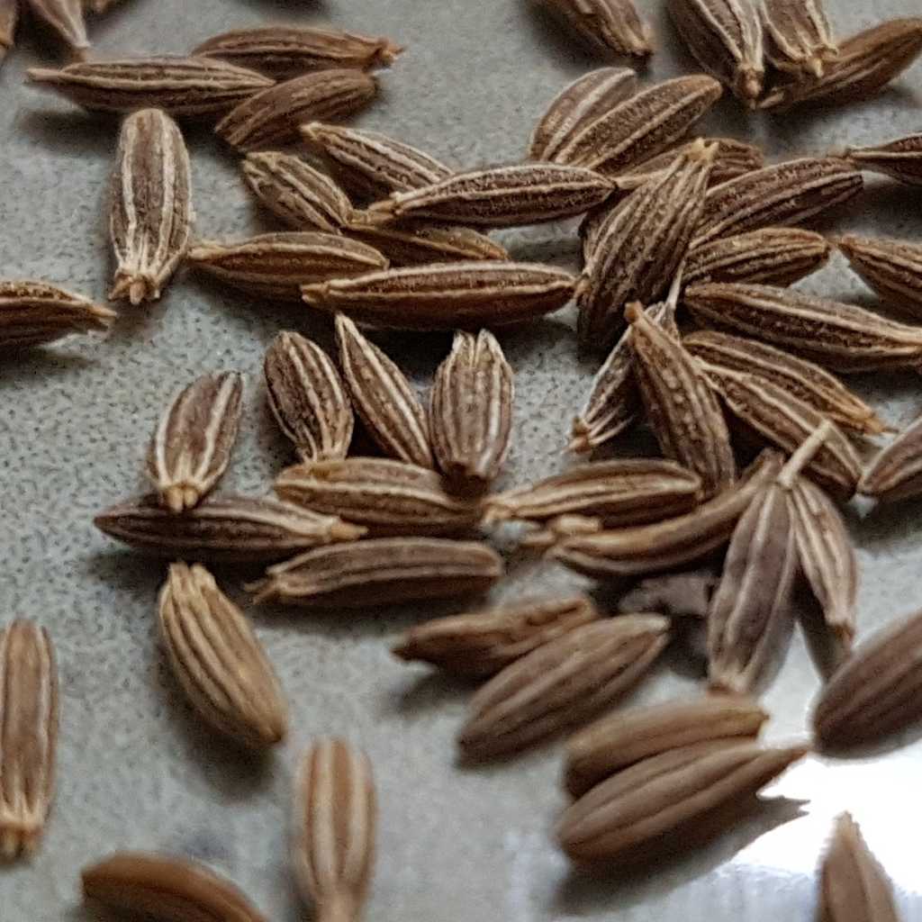 Cumin Health Benefits And Therapeutic Value Cooking Suggestions