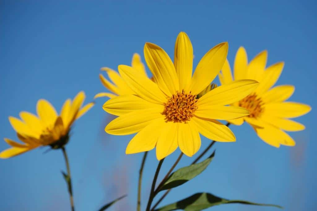 Jerusalem artichoke - health benefits and therapeutic value