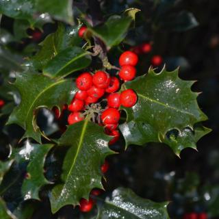 Holly, a New Year's plant