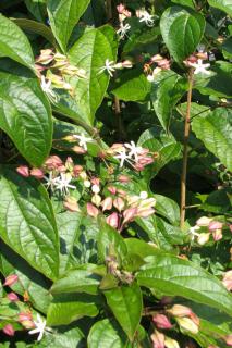 Clerodendron flowers bloom in two stages.