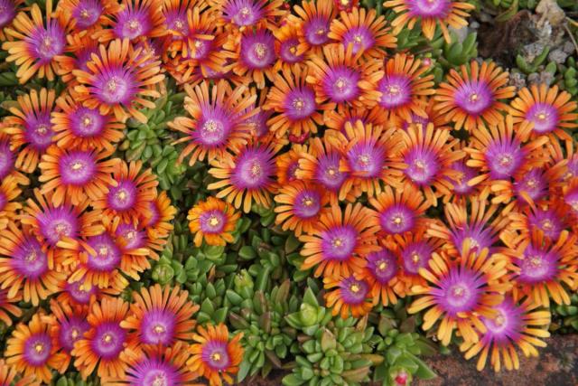 Delosperma cooperi, perennial ice plant - our advice on caring for it