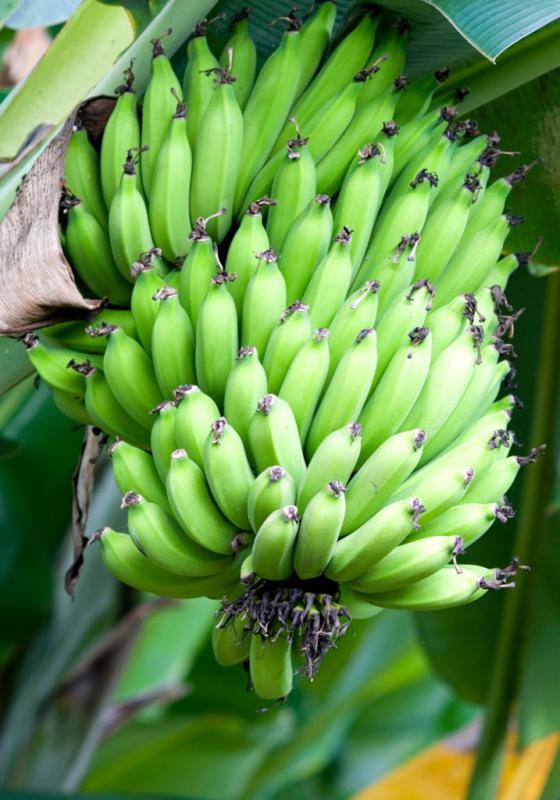 Banana trees : Growing & Plant Care