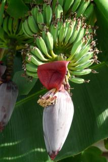 Caring for a banana tree