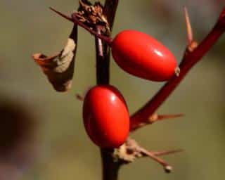 Barberry berry