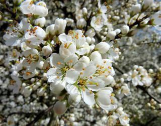 Blackthorn blossoms