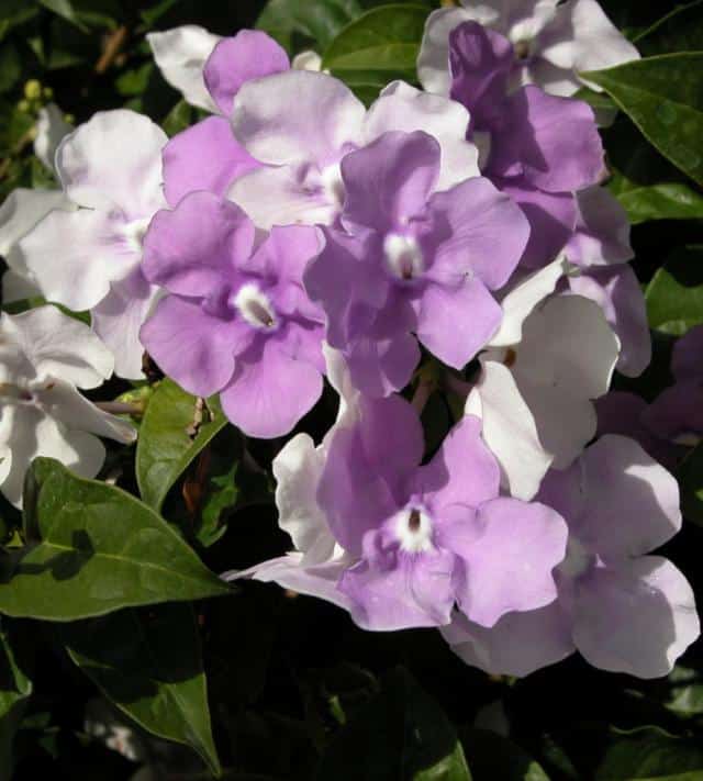 Brunfelsia - Growing, Blooming and Care