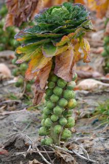 Growing Brussels sprouts