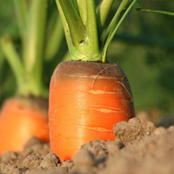 Carrot - sowing, growing, care and harvest (+ Video)