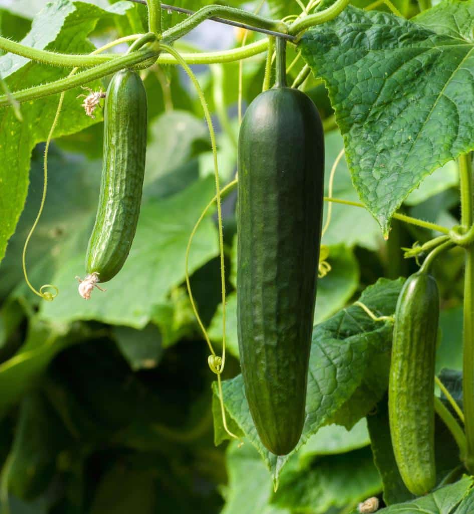 Cucumber Pickle Sowing Growing Harvest Same Plant For Both