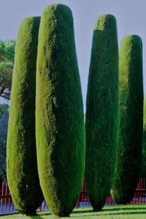 Trimmed cypress
