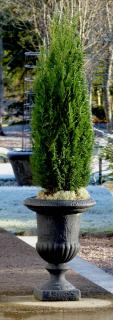 Container-grown cypress in a stone pot