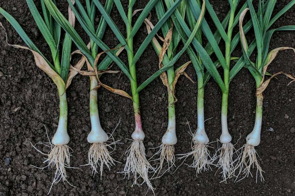 Leek - sowing, growing and harvesting long, white, scrumptious leeks