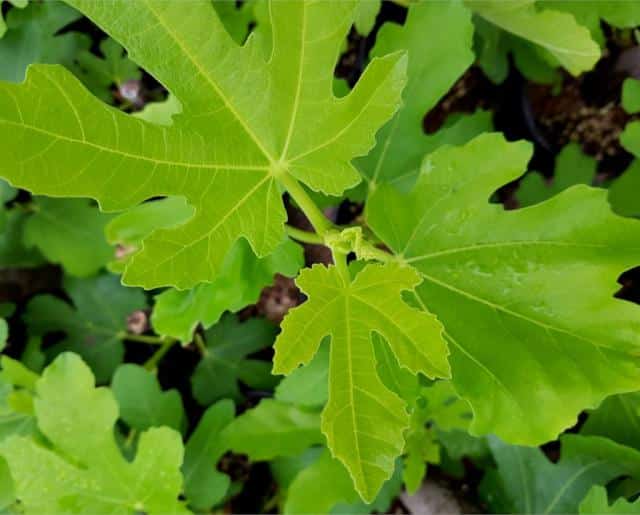 Fig tree - planting, pruning and harvesting figs, and why it doesn't ...