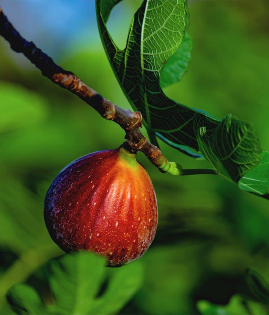 Fig tree - planting, and harvesting figs, why it bear fruit