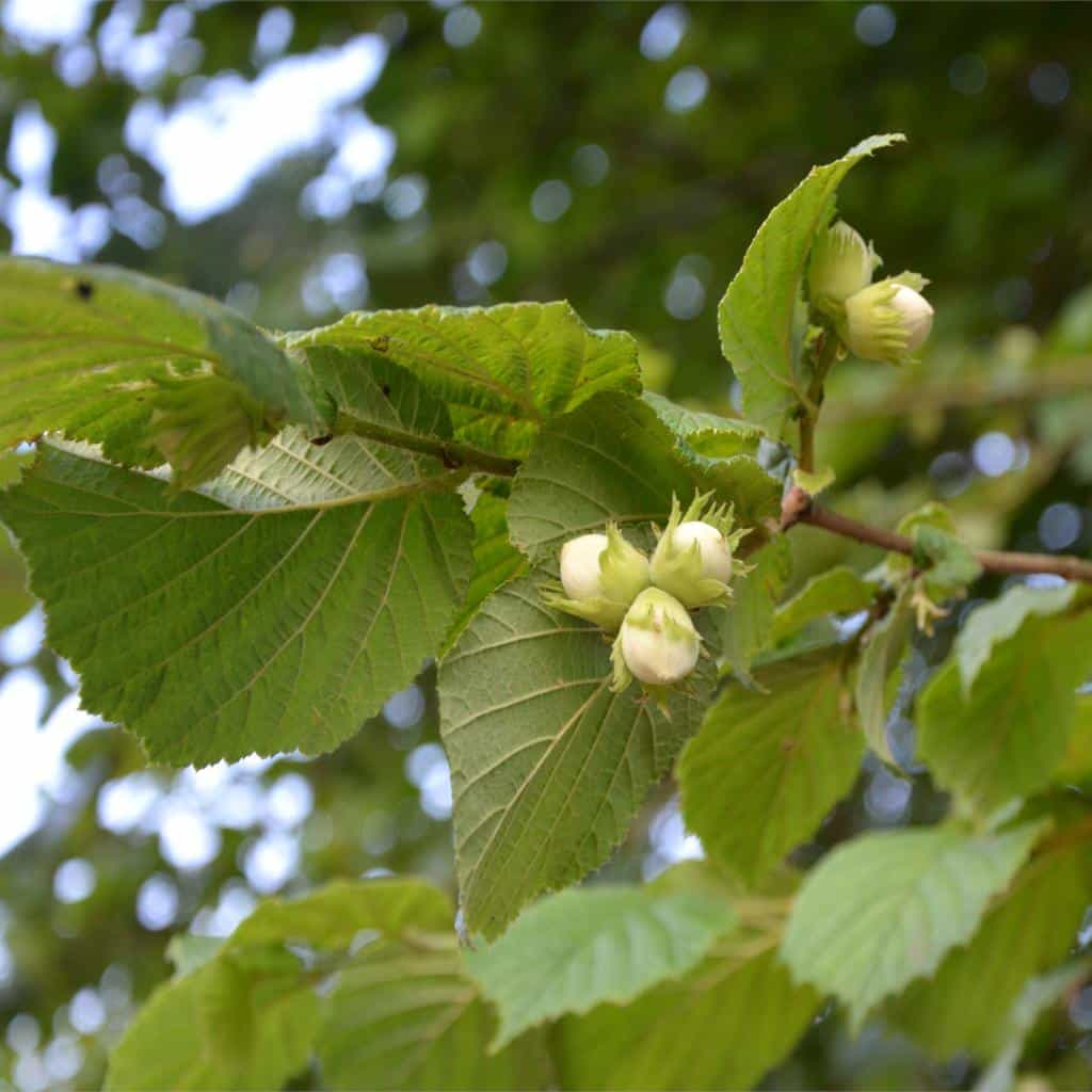 Hazel Planting Pruning Care And Harvesting Hazelnuts And Keeping Them