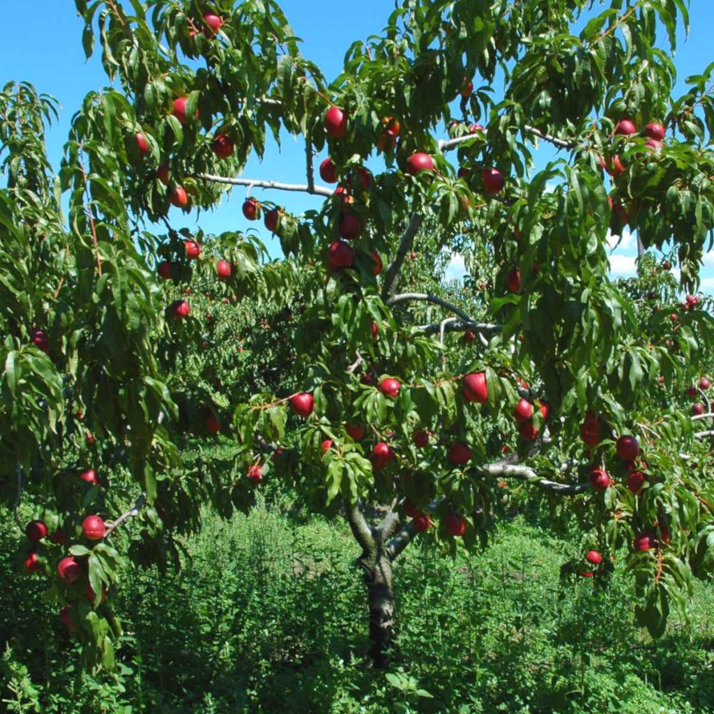 Nectarine tree - growing, pruning, and advice on caring for it