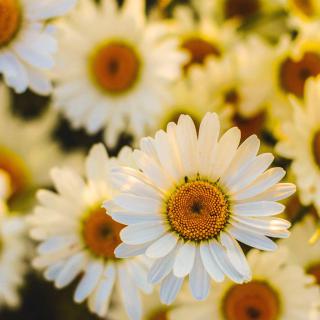 Blossoms of the oxeye daisy