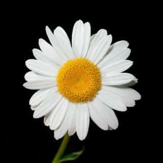 Oxeye daisy flower