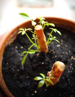 Schefflera cuttings