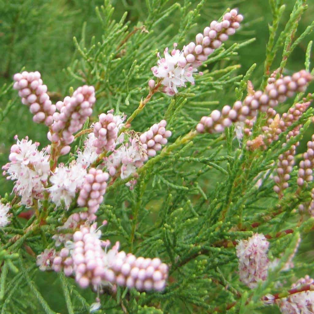 Tamarisk - planting, pruning, and care