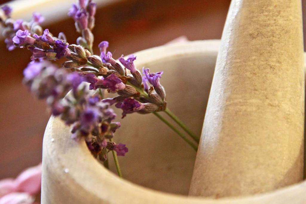 Stone mortar and pestle with sprigs of lavender in it, ready for crushing to treat asthma