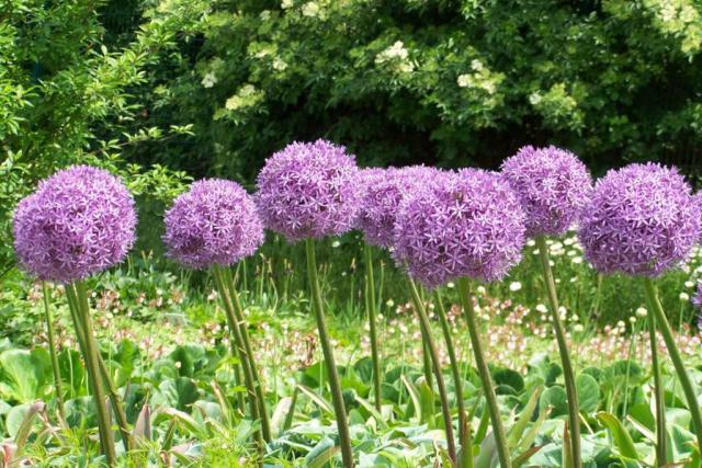 Allium - Planting, Growing And Care