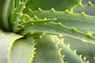 Aloe vera benefits