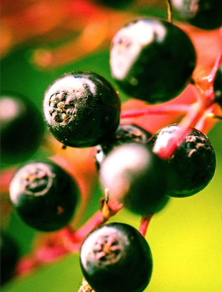 American black elder berries