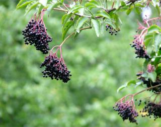 American black elder dangling fruits.