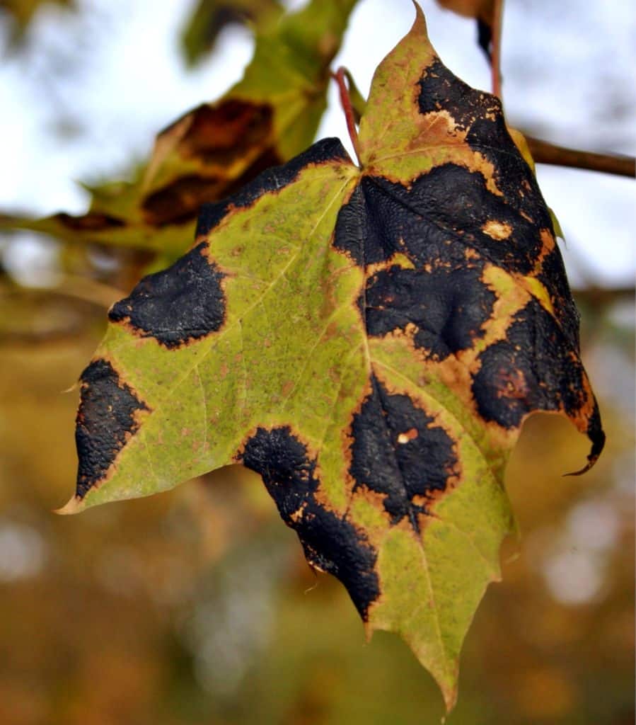 Black Spot Disease Treating And Fighting It Naturally