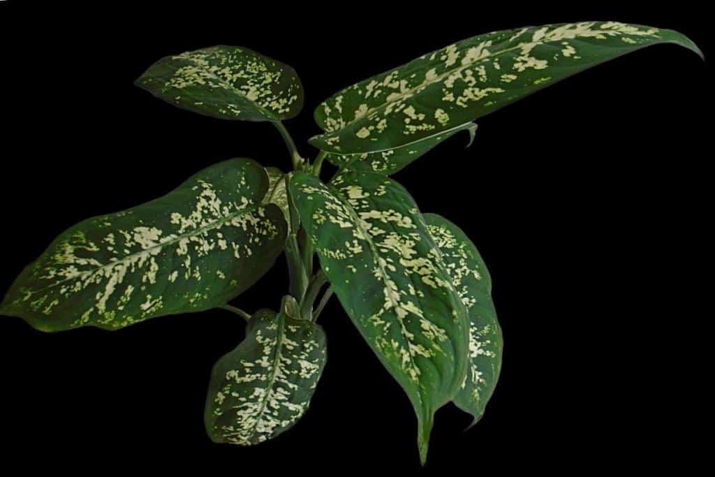 Dieffenbachia leaves, variegated
