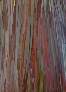 Bark of the eucalyptus tree peels off in long strands, revealing green and red hues beneath the gray overlayers.