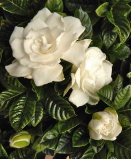 Gardenia - care, repotting and watering your gardenias