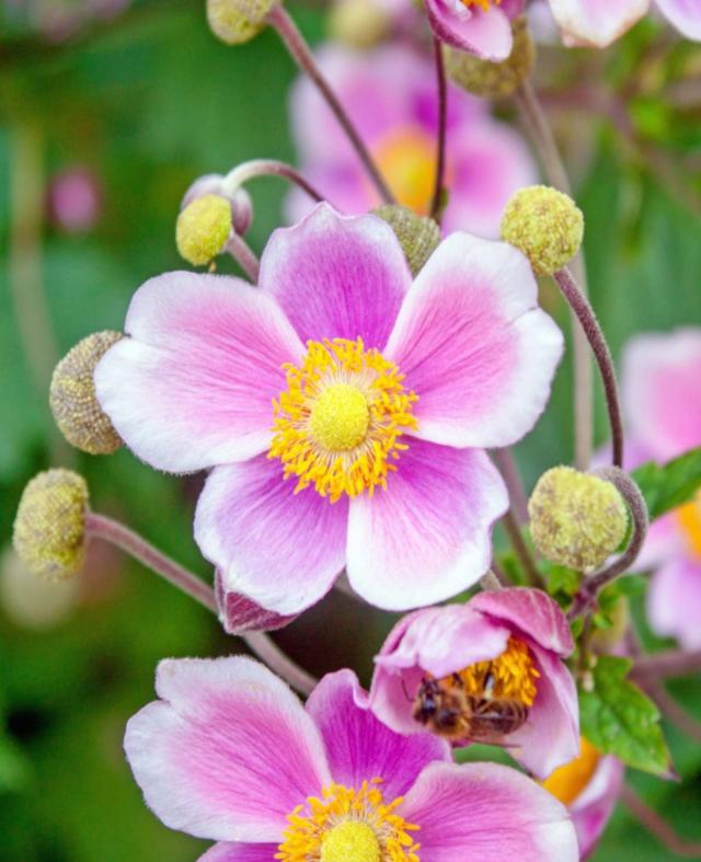 Japanese Anemone - Care And Maintenance For This Wonderful Fall Flower