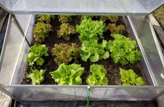 Starting lettuce in a nursery