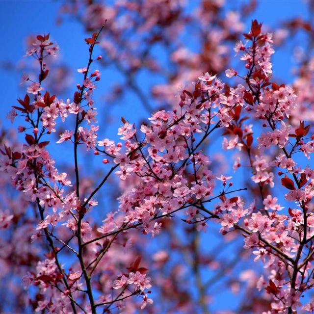 Ornamental apple tree - pruning and care for crab apple varieties