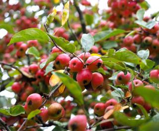 Ornamental apple tree fruits